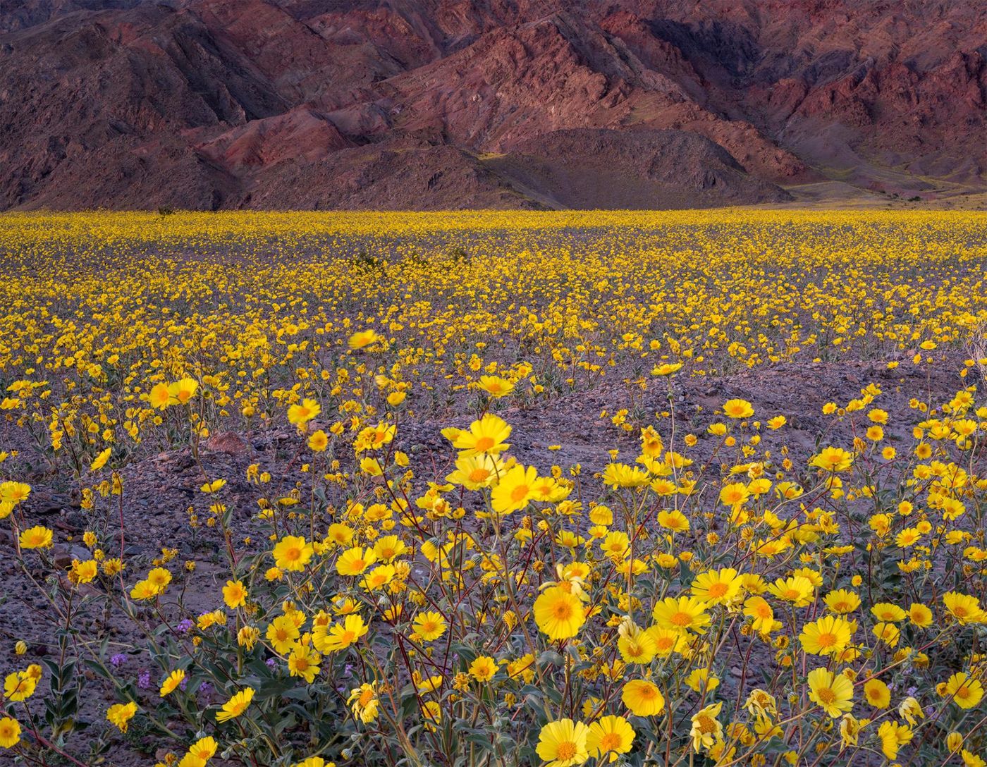 Death Valley National Park is being overrun by beautiful wildflowers... but it won't last long.