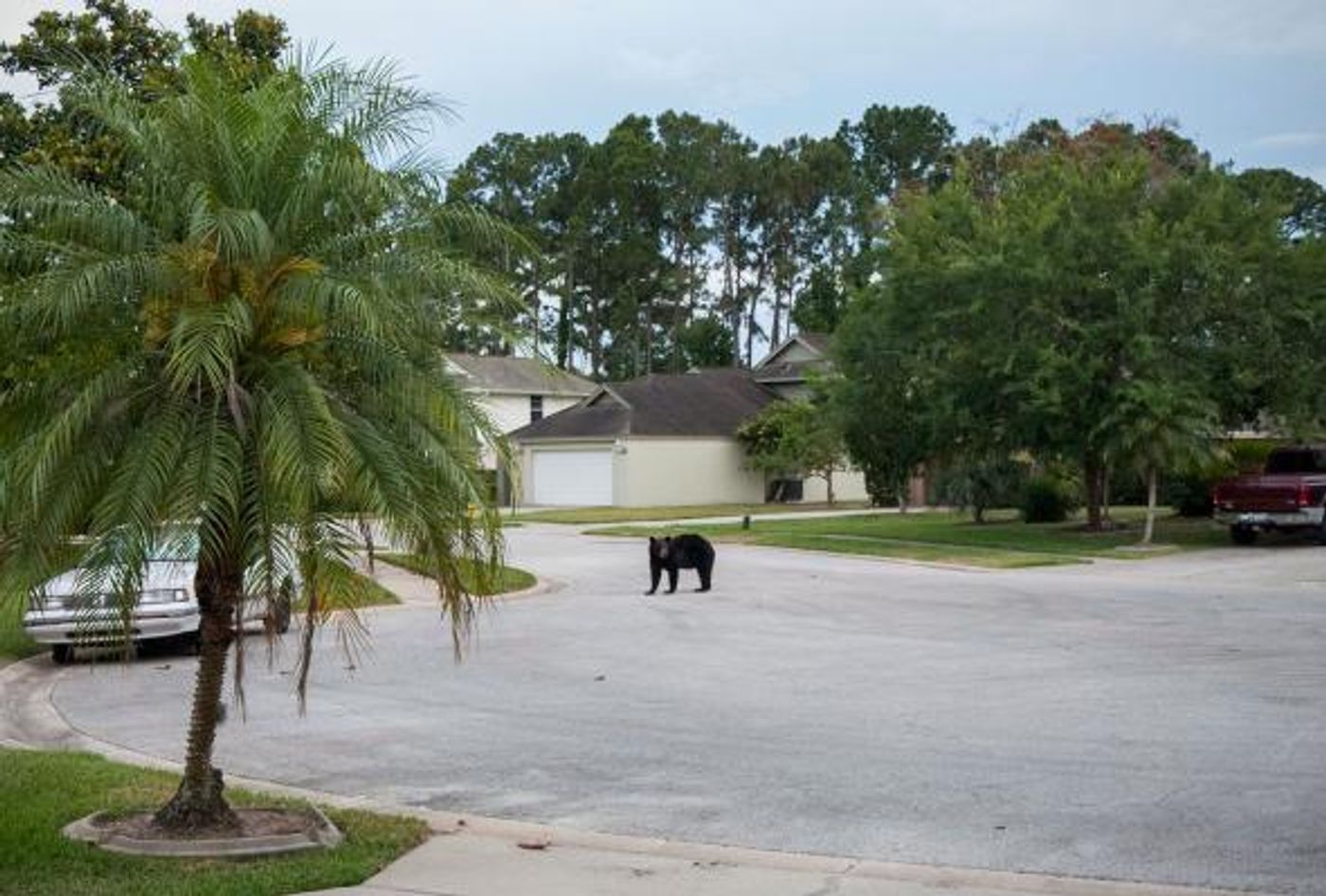 A black bear on a residential street in Daytona Beach, Florida.  