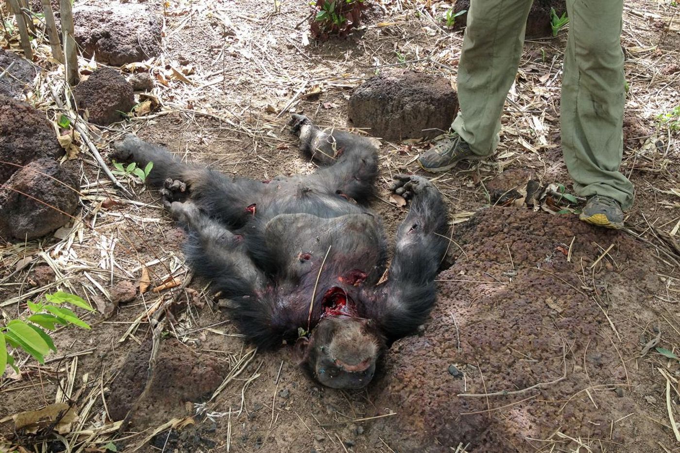 A graphic image of Foudouko's mauled body after the incident.