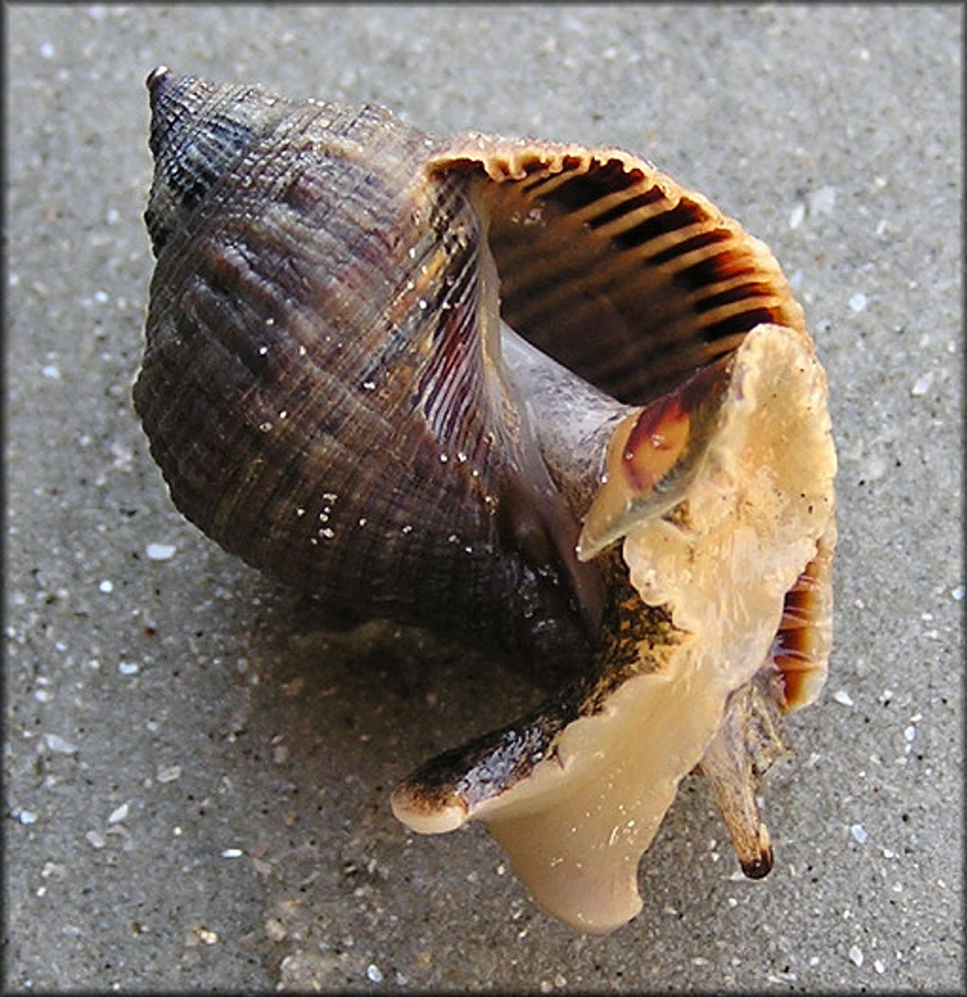 Certain shellfish would be boiled in a vat to produce this royal purple color.