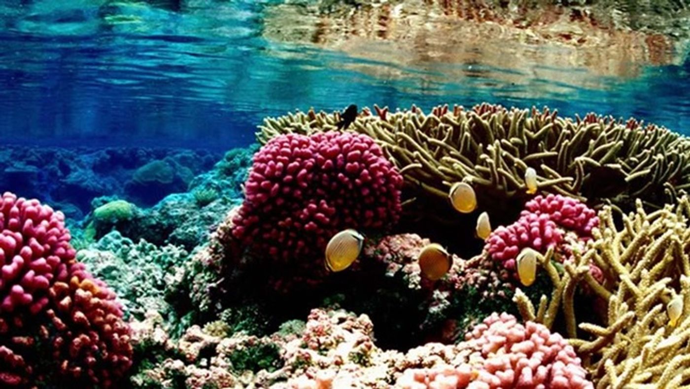 The Pacific Remote Islands Marine National Monument. Photo: The Pew Charitable Trusts