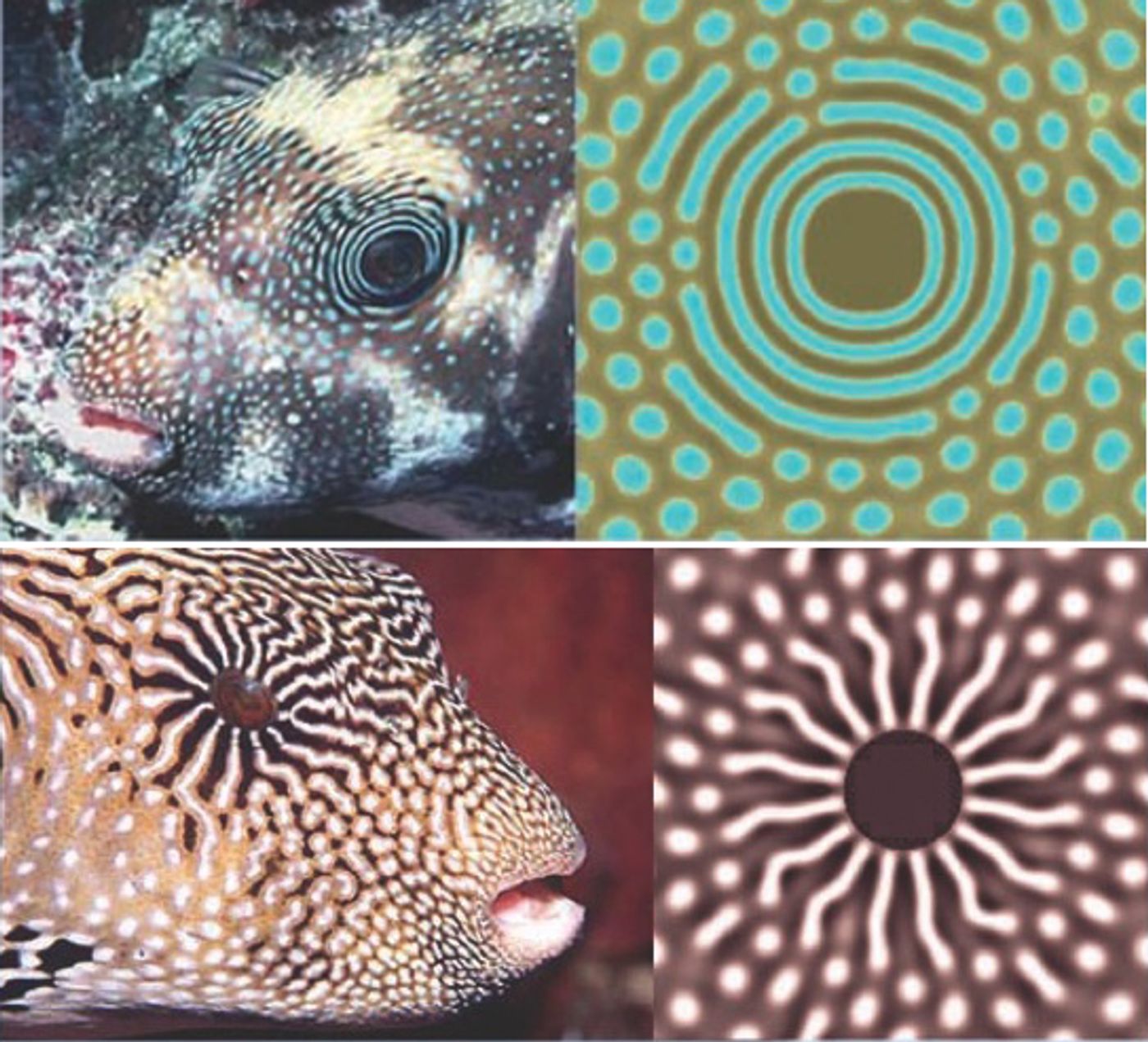 Turing Patterns in Fish. Left: real fish scale pattern; right: computer simulation. (Science)