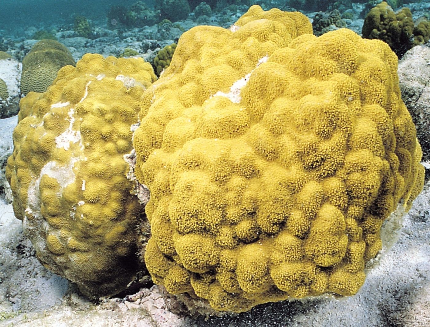 The coral Porites astreoides