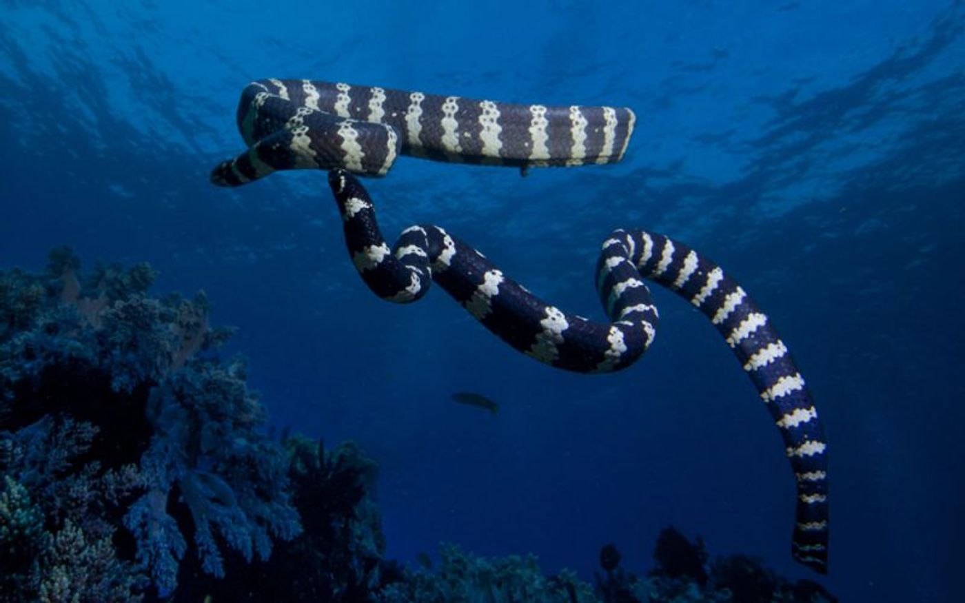 Do sea snakes have another sense that land snakes don't?