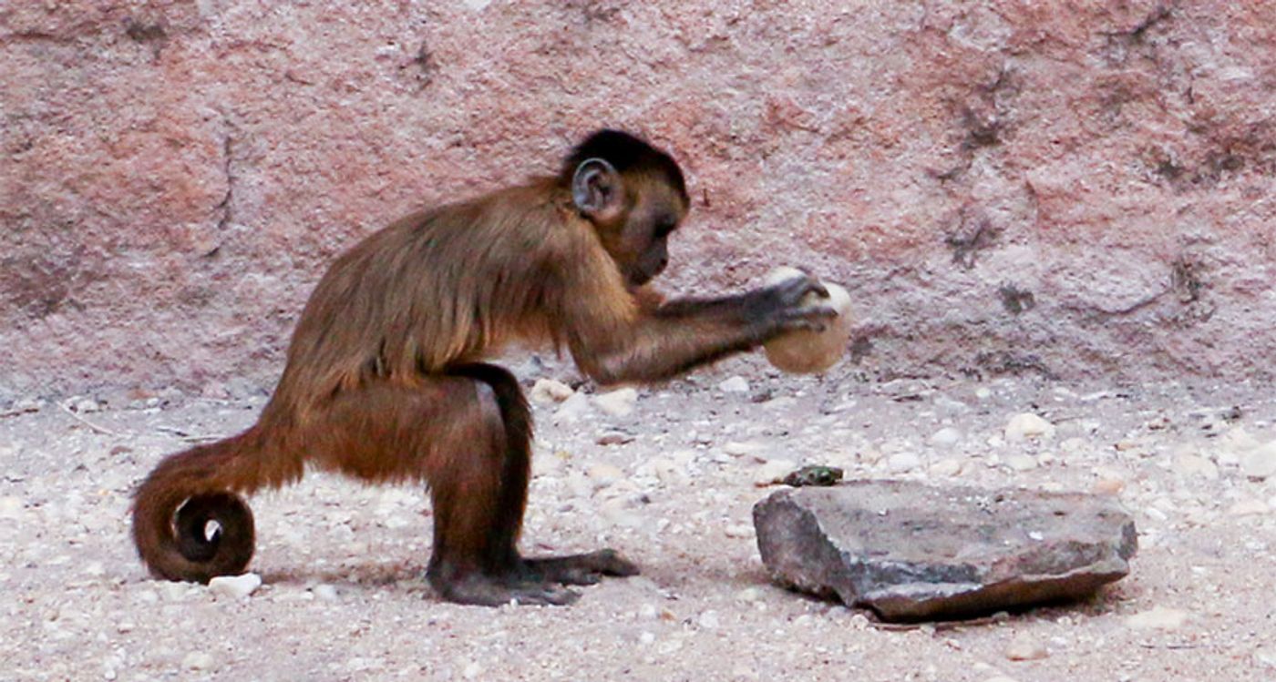 A monkey using what appears to be a rock as a tool.