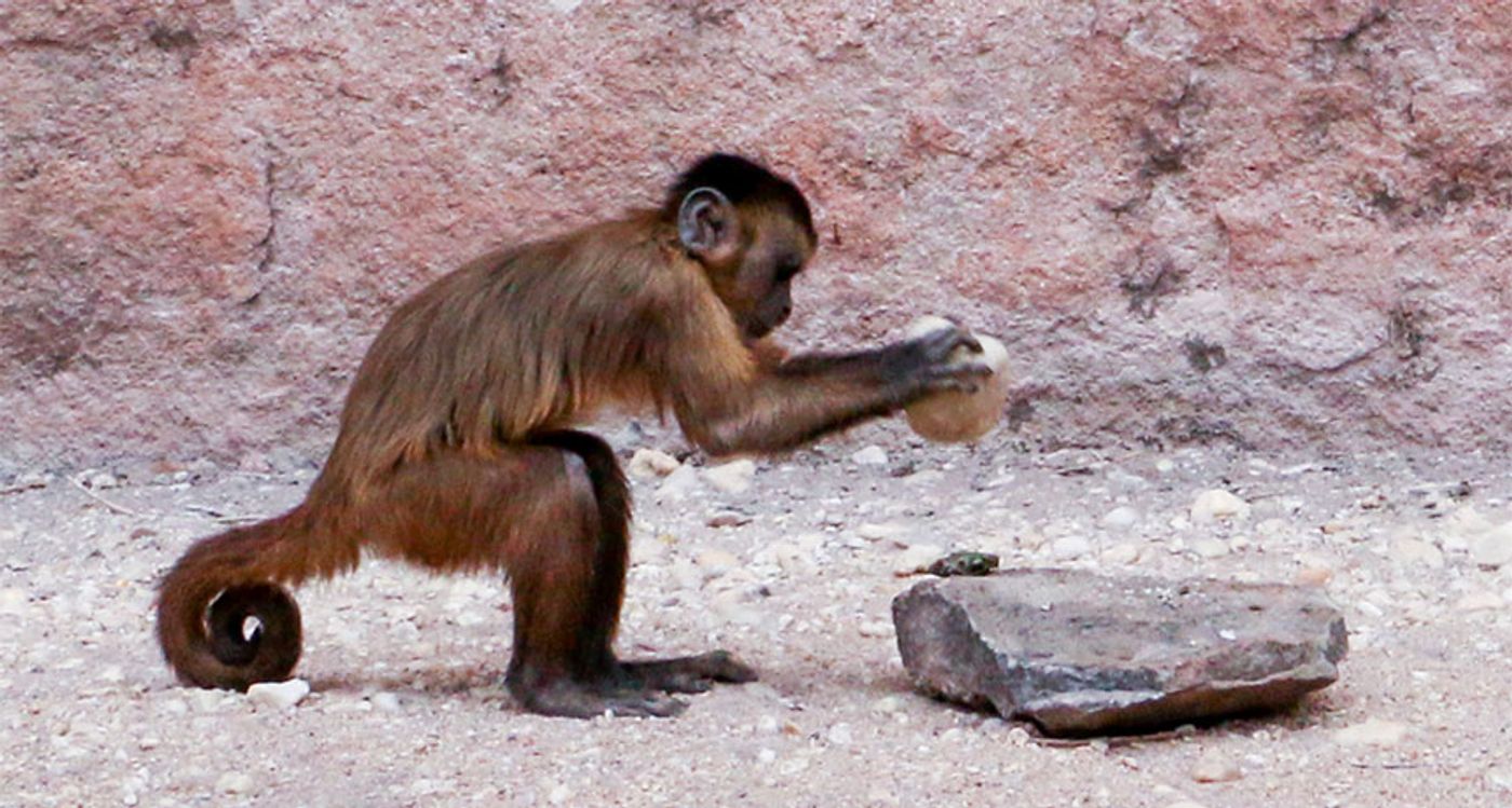Study Shows Chimpanzees Who Travel Will Use Tools to Gather Plants