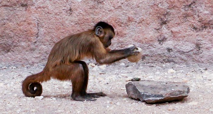 A monkey using what appears to be a rock as a tool.