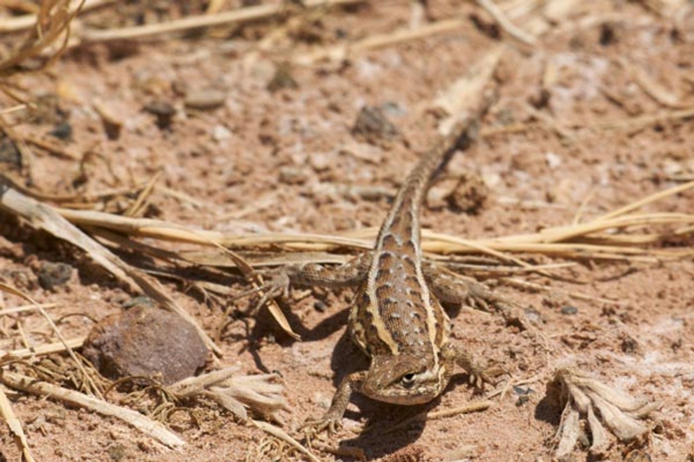 Lizards may or may not be better off than we thought in the fight against global warming.