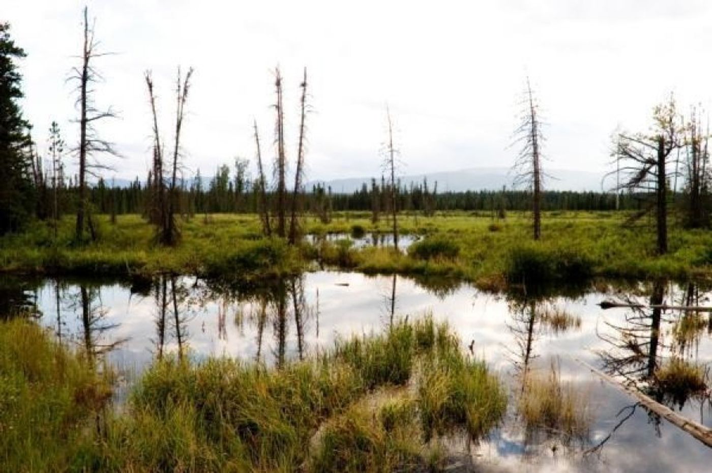 Black spruce put peat bogs at greater risk of fire. Photo: Science Daily