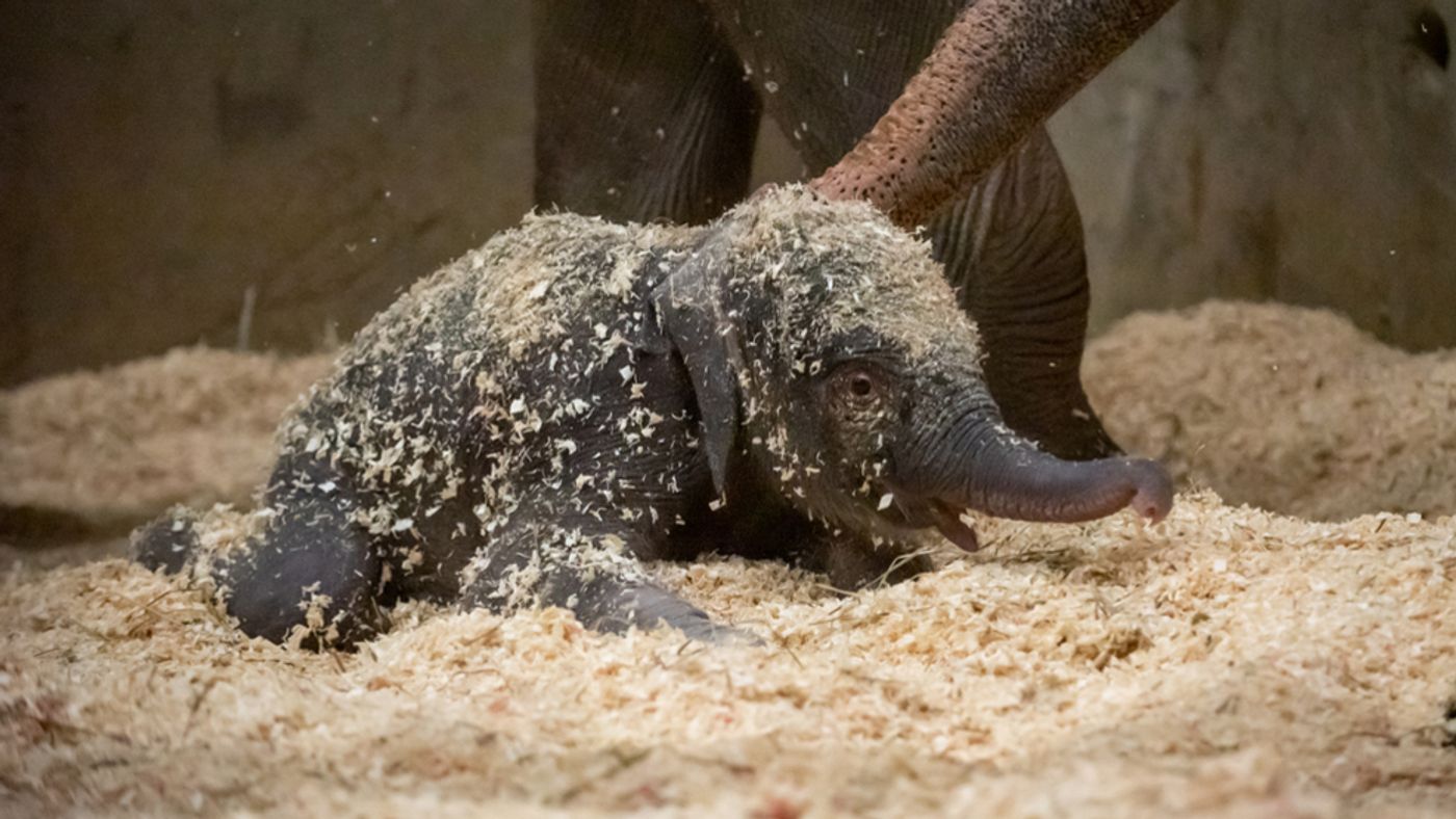 The baby elephant calf that passed away this week at Columbus Zoo.
