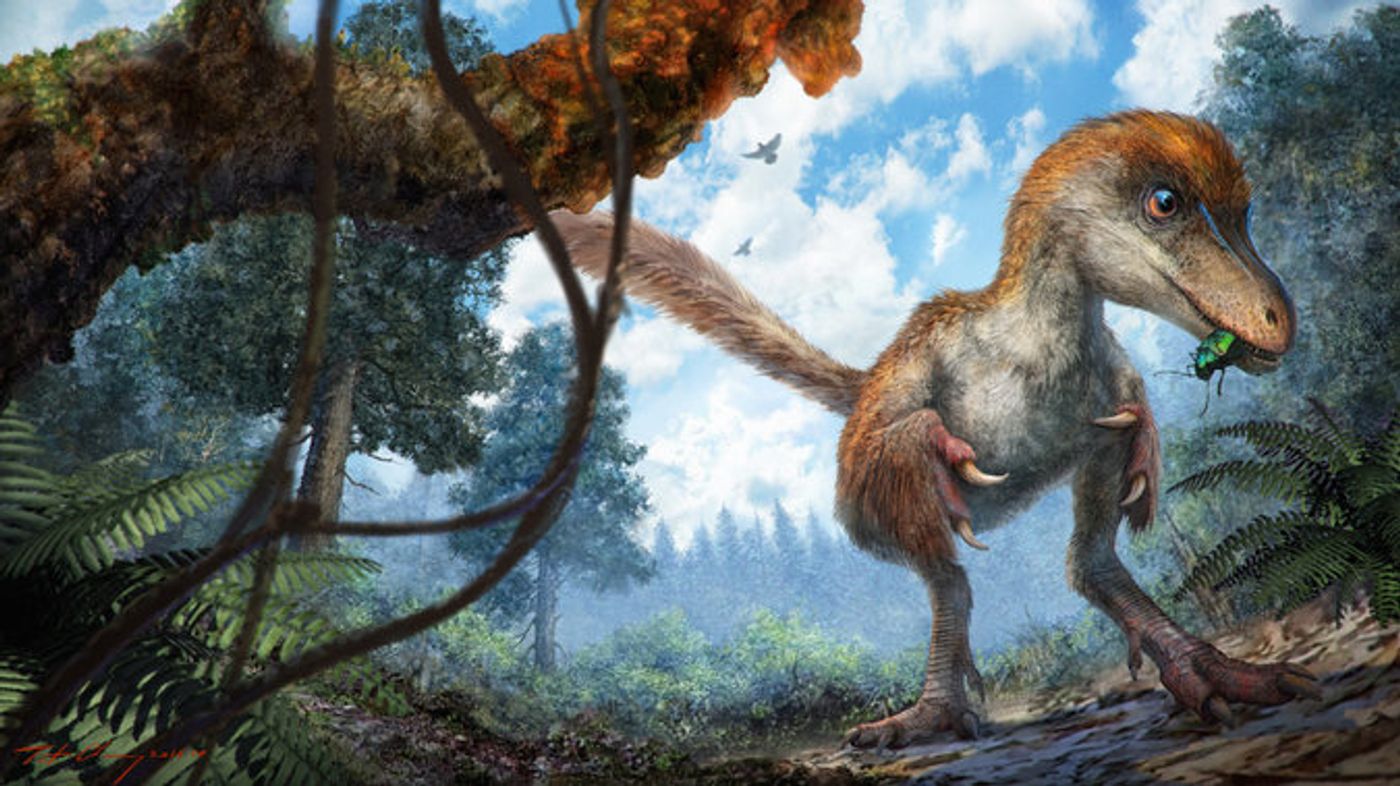 An artist's rendition of a coelurosaur, which is the type of dinosaur this fossil is believed to have come from.