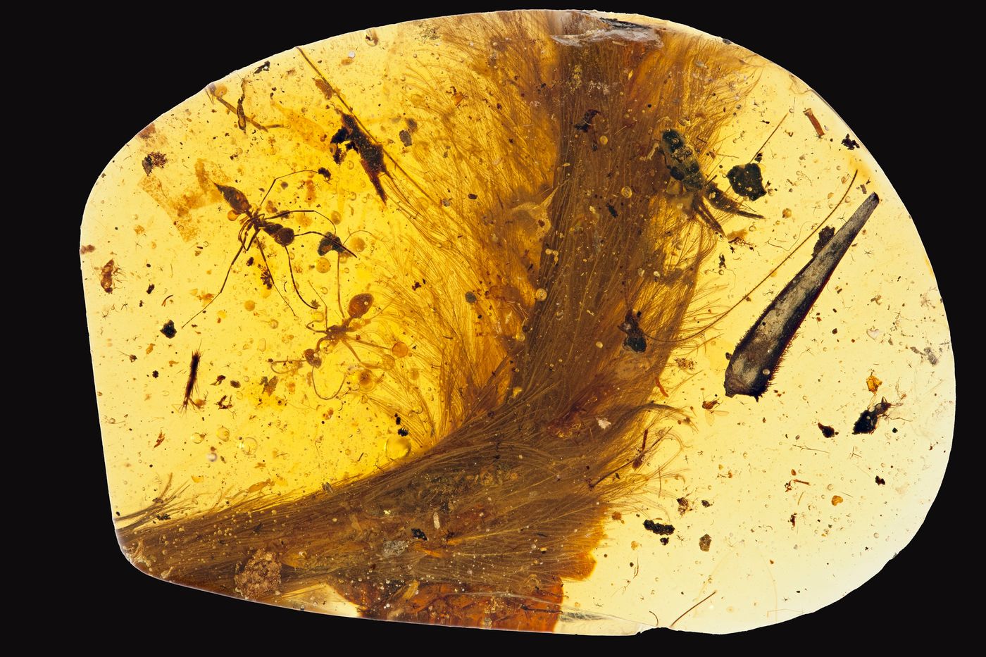 This is the amber fossil that contains the "dinosaur tail" with the prehistoric plumage.