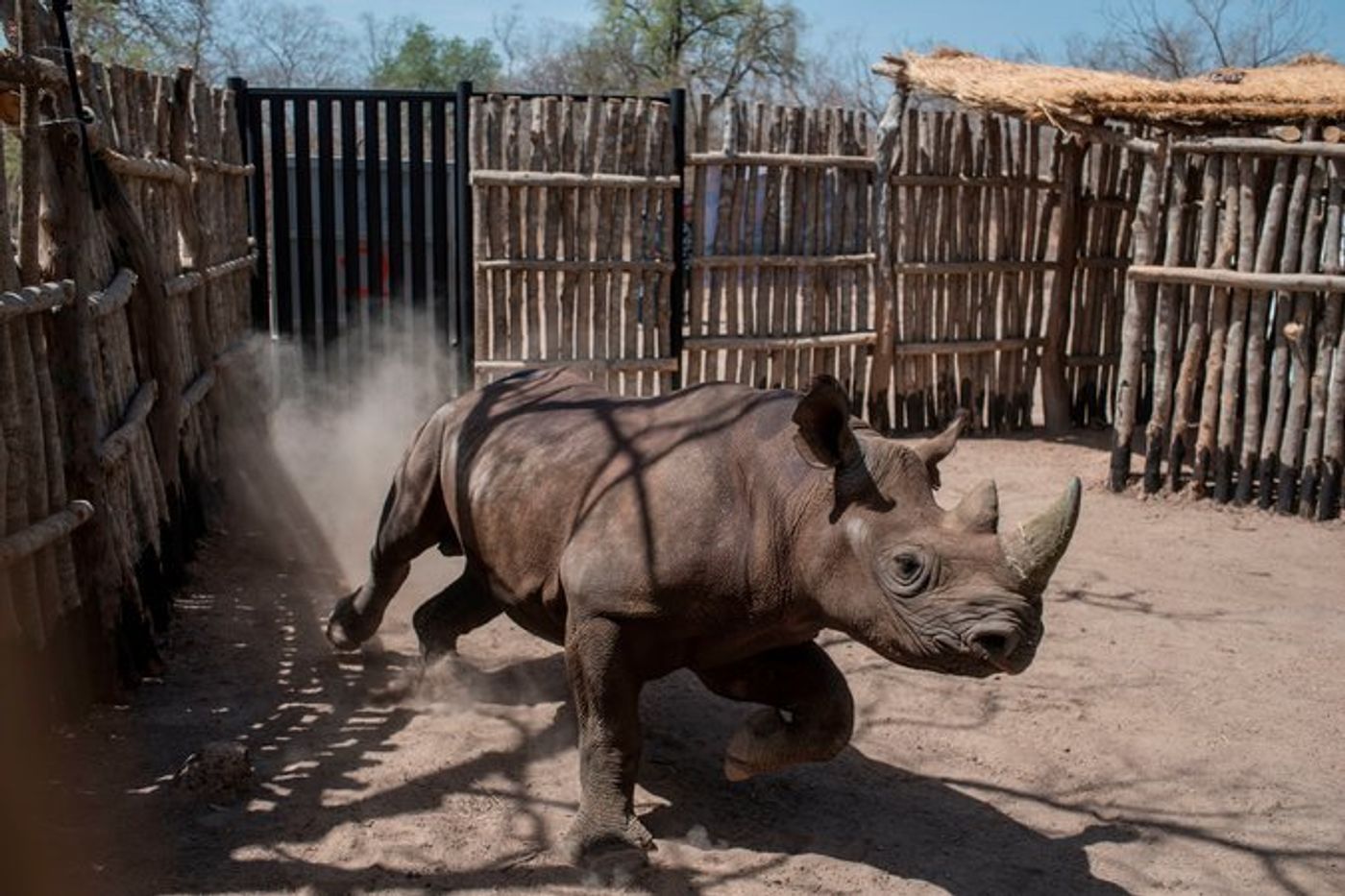 A black rhino runs around inside of his pen in Chad.