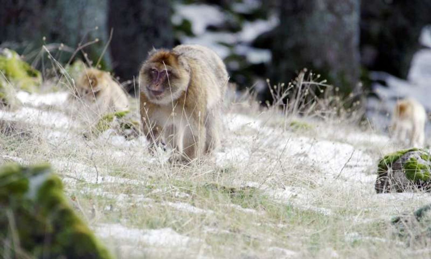 Male macaques are found to regulate their own metabolisms based on the environment around them.