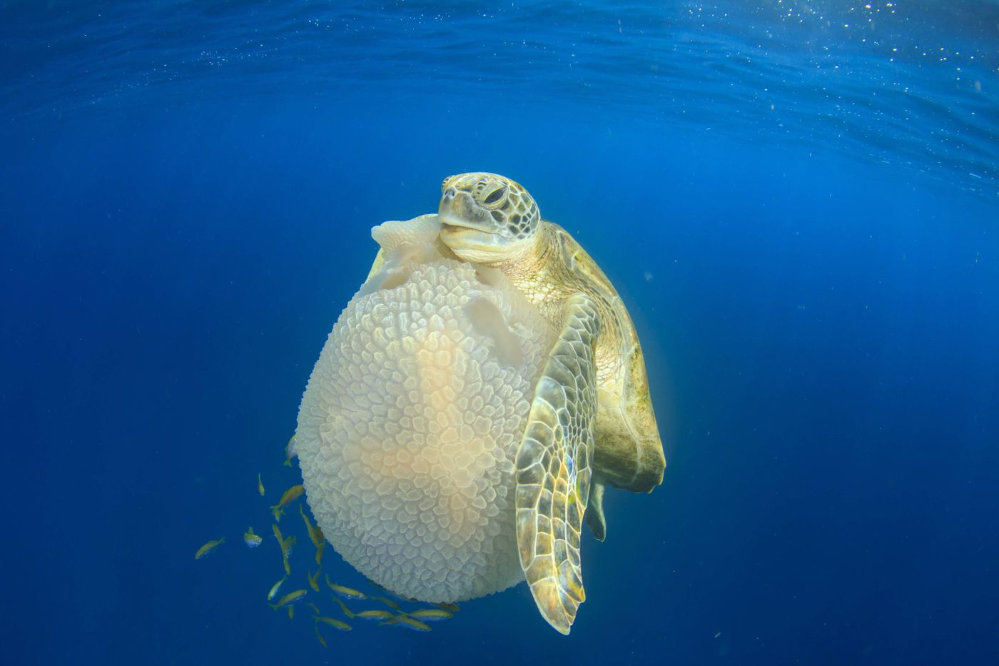 A sea turtle grabbing a jellyfish.