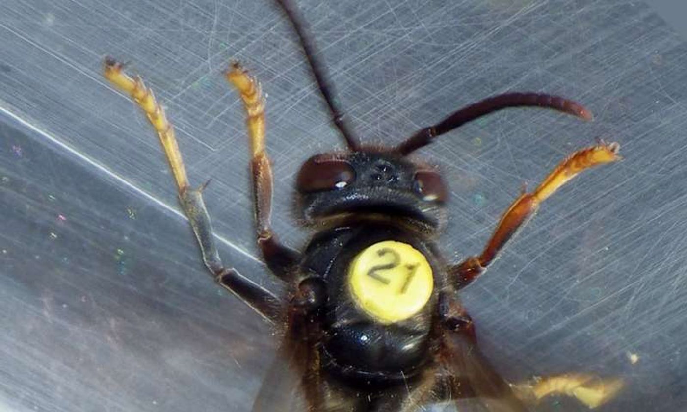 An Asian hornet outfitted with one of the small radio tags.