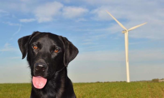 Search dogs (including Ozzy, pictured here) helped researchers find tiny dead bats at wind farms. Credit: Victoria Stent