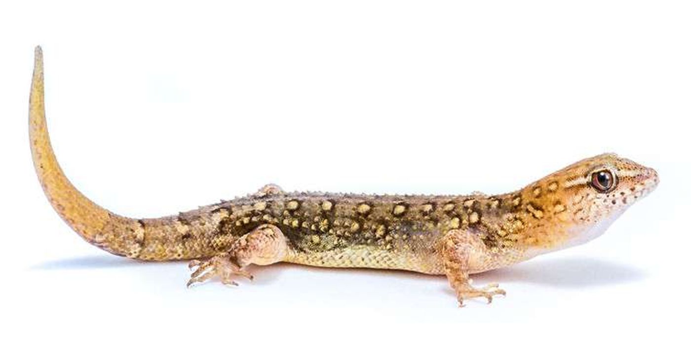 Researchers think this gecko might have evolved larger heads in response to human actions on their environment.