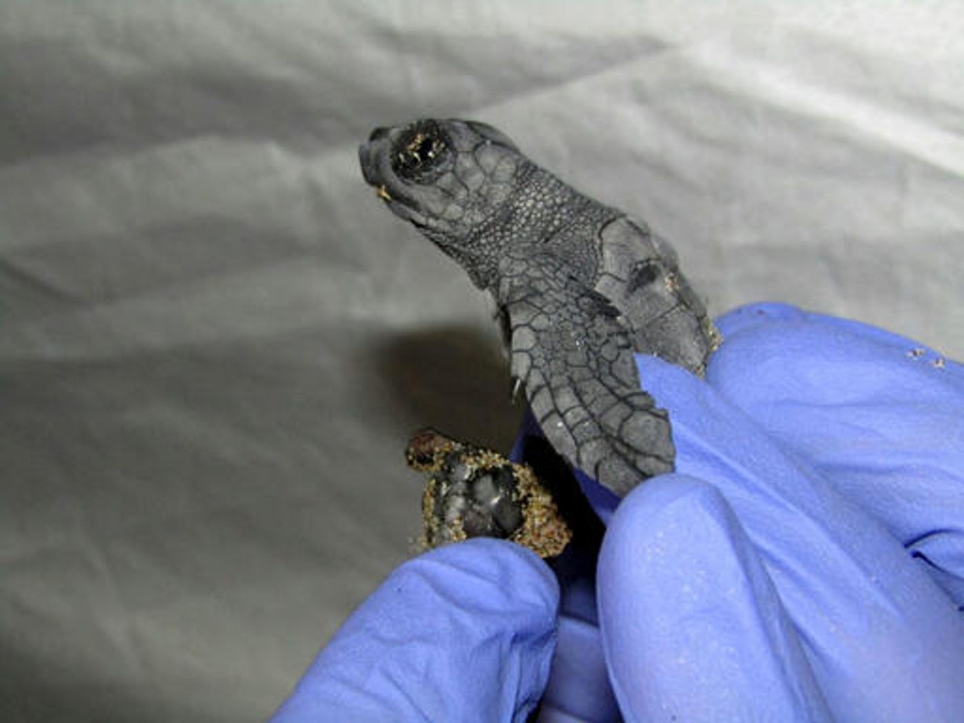 A conjoined twin attached to a loggerhead turtle from Italy.