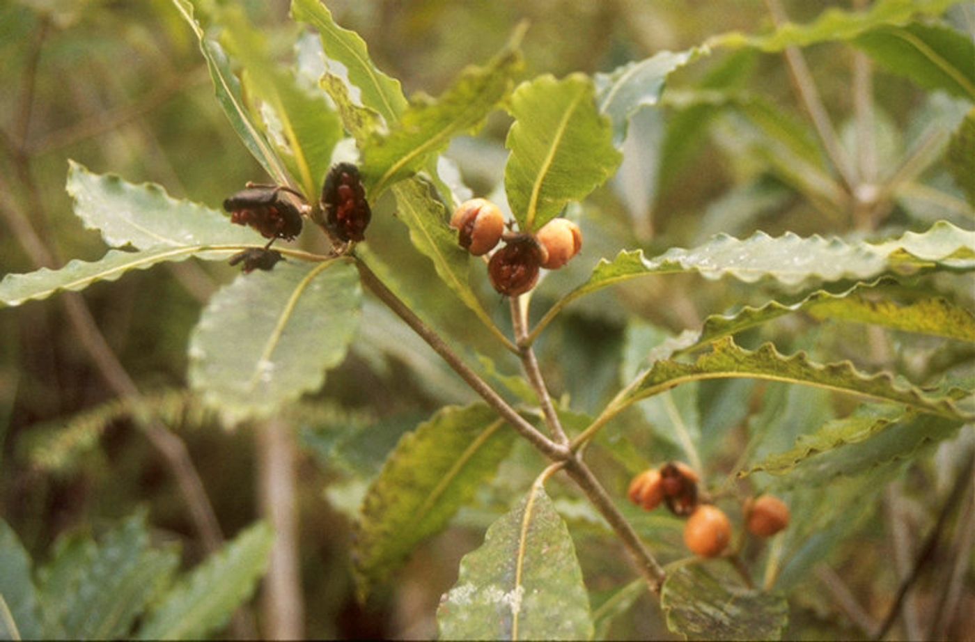 A close-up of the mock orange tree's "mock" oranges.