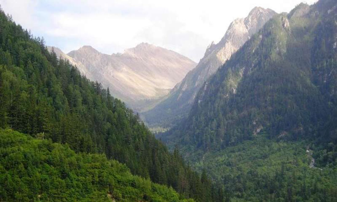 Forestation in China has been confirmed to be regenerating after efforts to reduce deforestation.