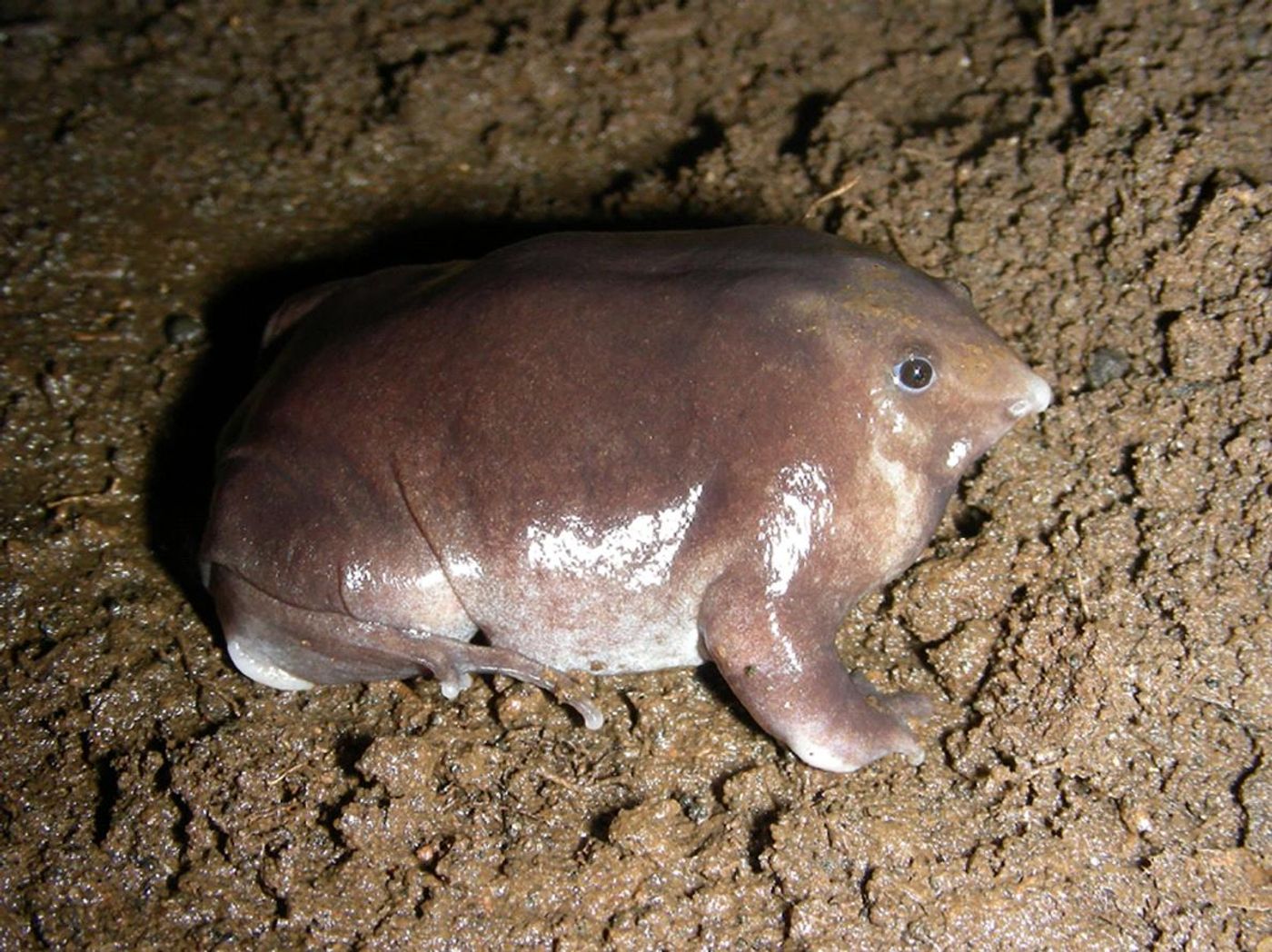 Bhupathy's purple frog looks very unique, and its behavior is no different.