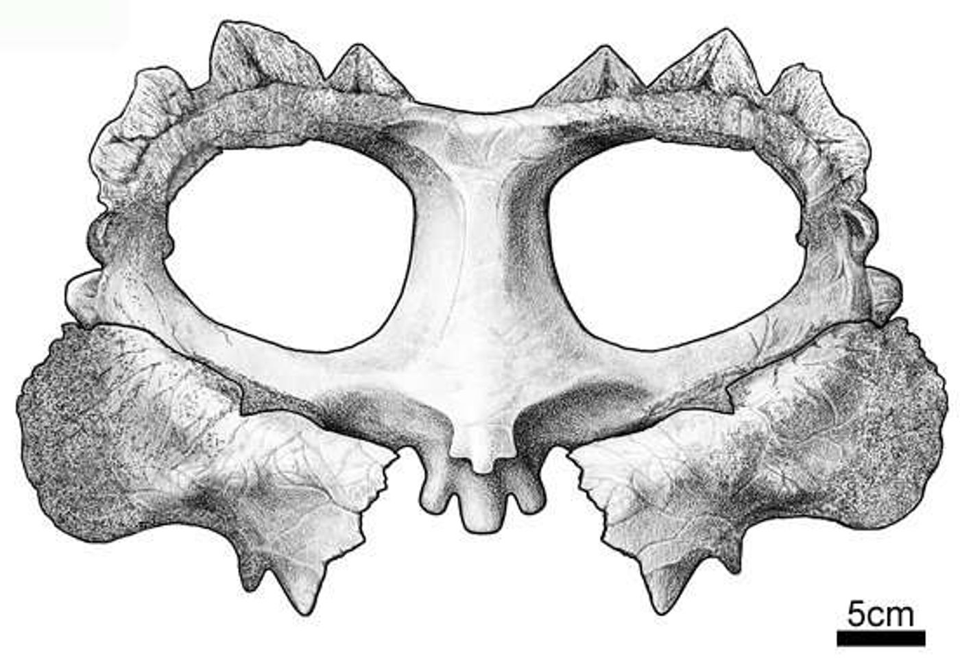 An illustration depicting the newly-discovered species' skull ornamentation.