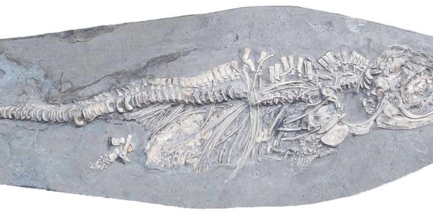 The fossil was incredibly well-preserved.