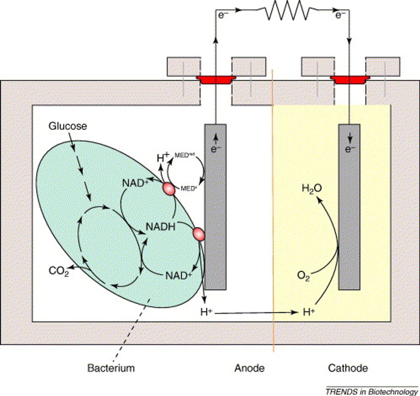 The power of microbial fuel cells