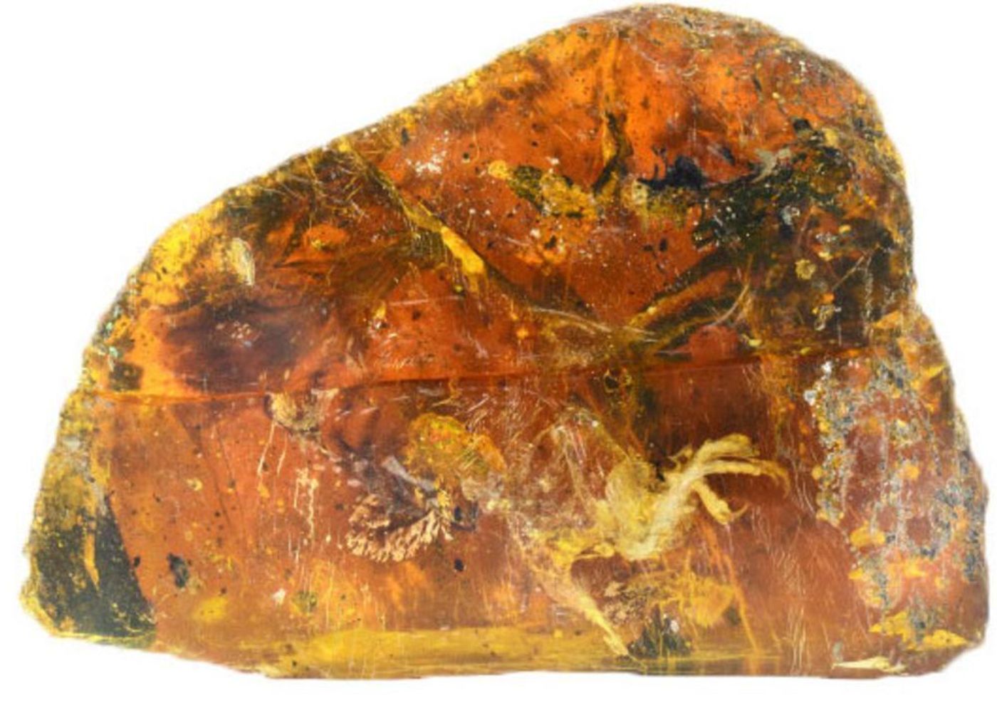 Belone is almost perfectly-preserved inside of this small fragment of amber.
