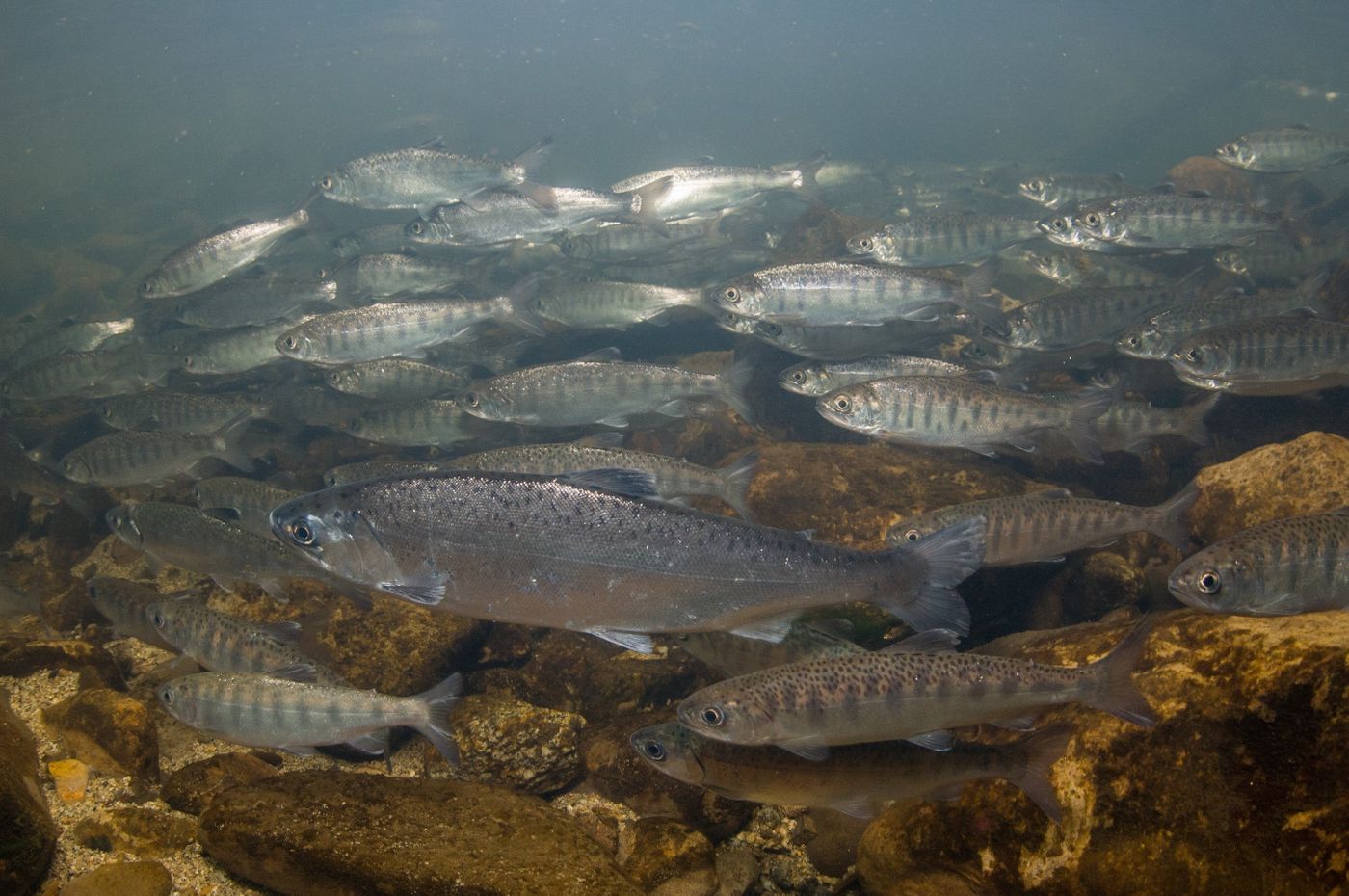 A school of juvenile coho salmon, just like those used in the study.