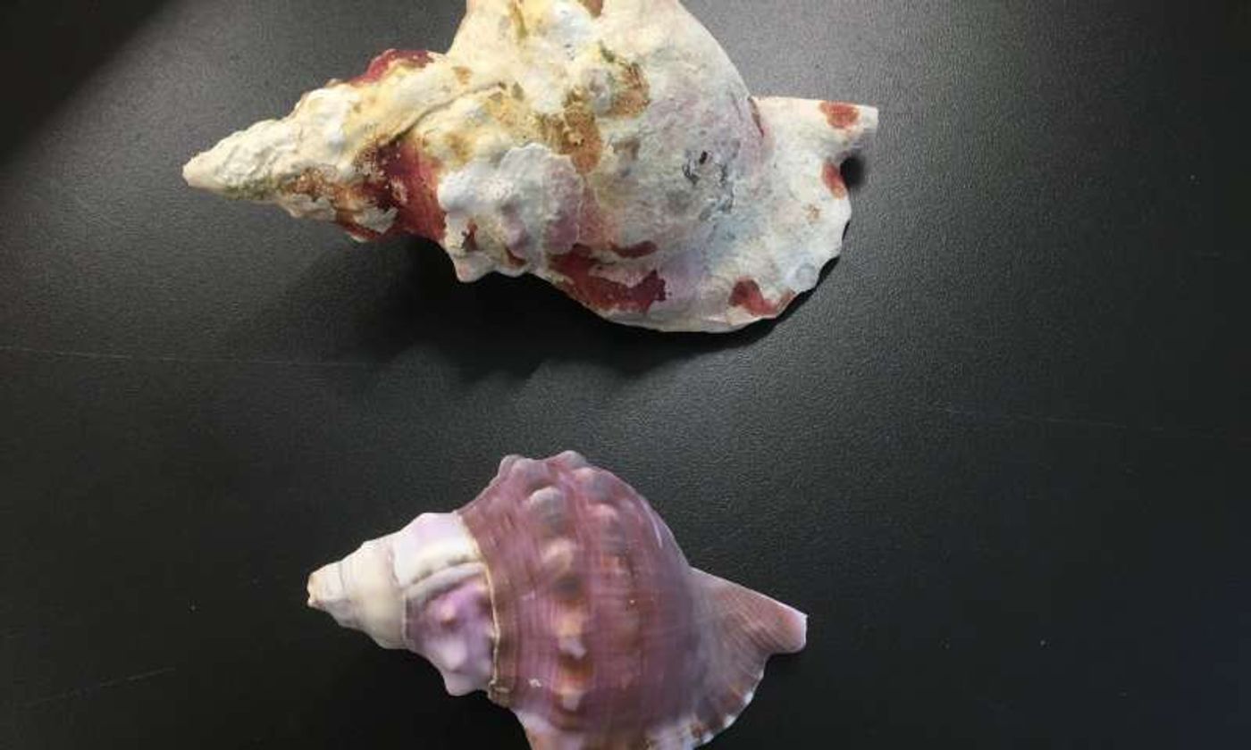 This photograph shows the difference between a sea shell from a typical ocean environment (top) compared with one from a more acidic ocean environment (bottom).
