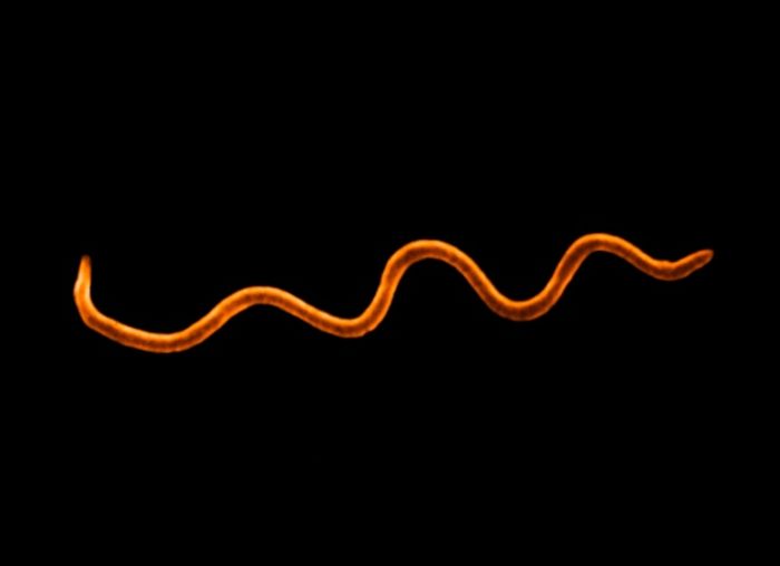 Borrelia causes Lyme disease.