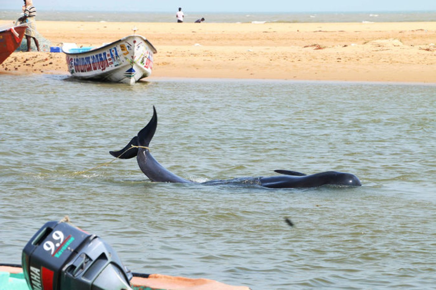 45 whales confirmed dead after mass beaching in India.