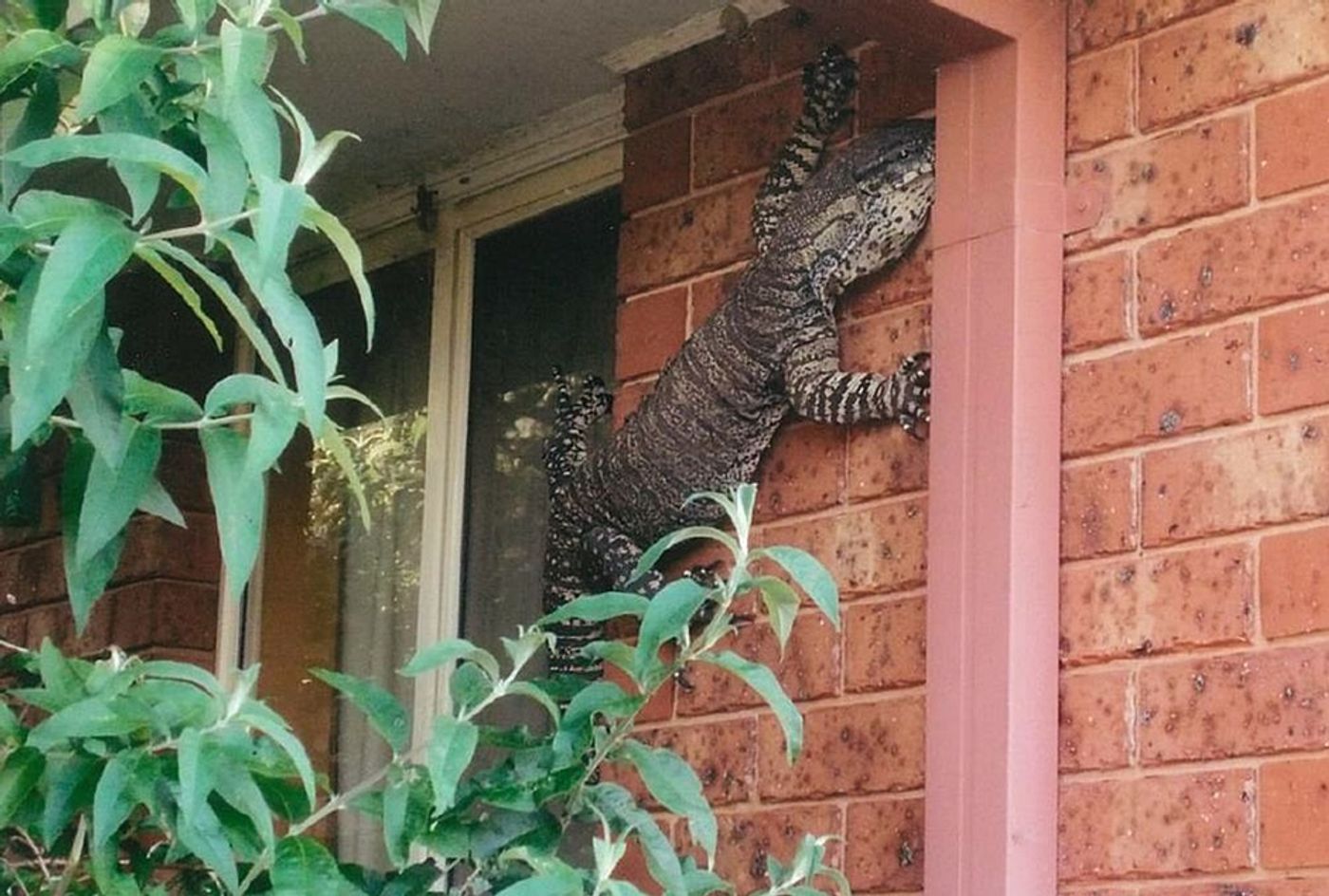 A 1.5-meter goanna lizard that was found on the front of a man's house.