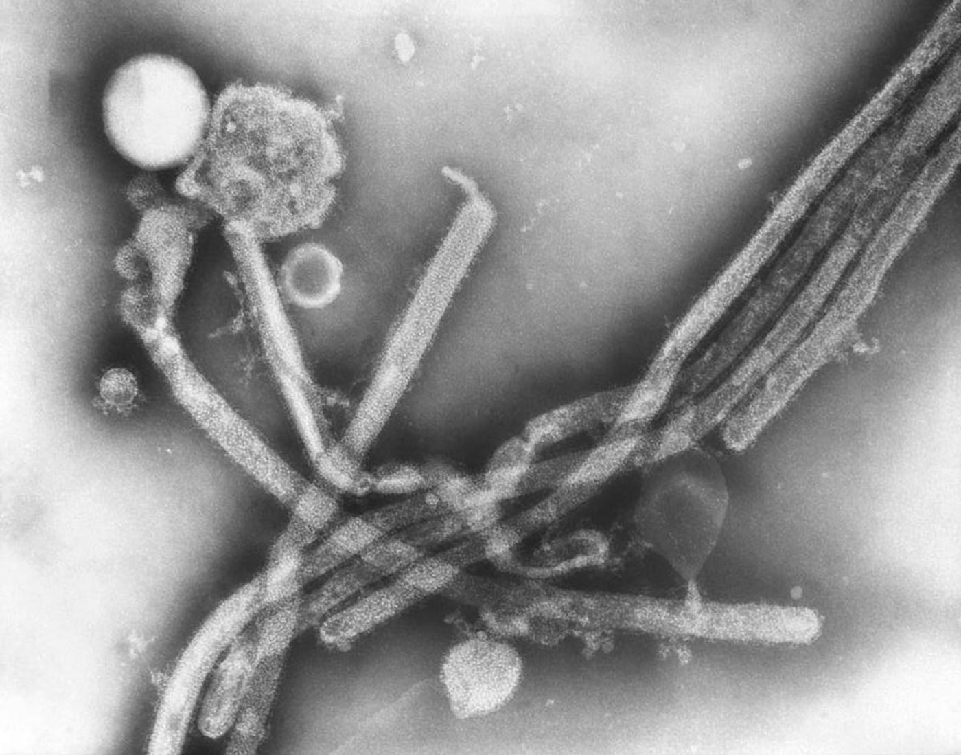 A TEM image of the H3N2 subtype of the Influenza A virus.  / Credit: CDC/ Dr. Fred Murphy