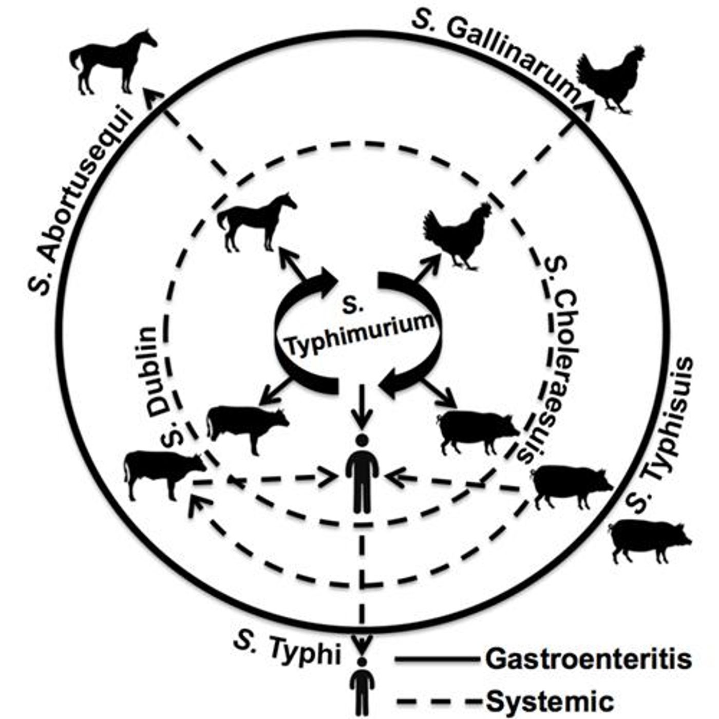 Salmonella displays host specificity.