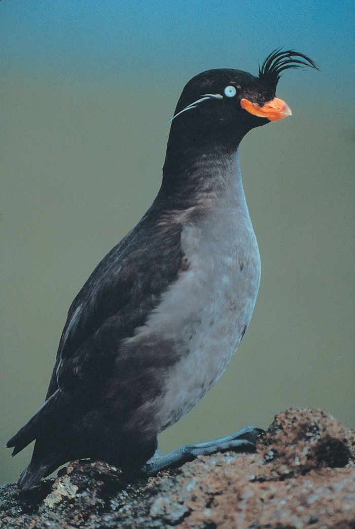 Crested auklets are found in the northern regions of the Pacific Ocean, espcially near the Bearing Sea.