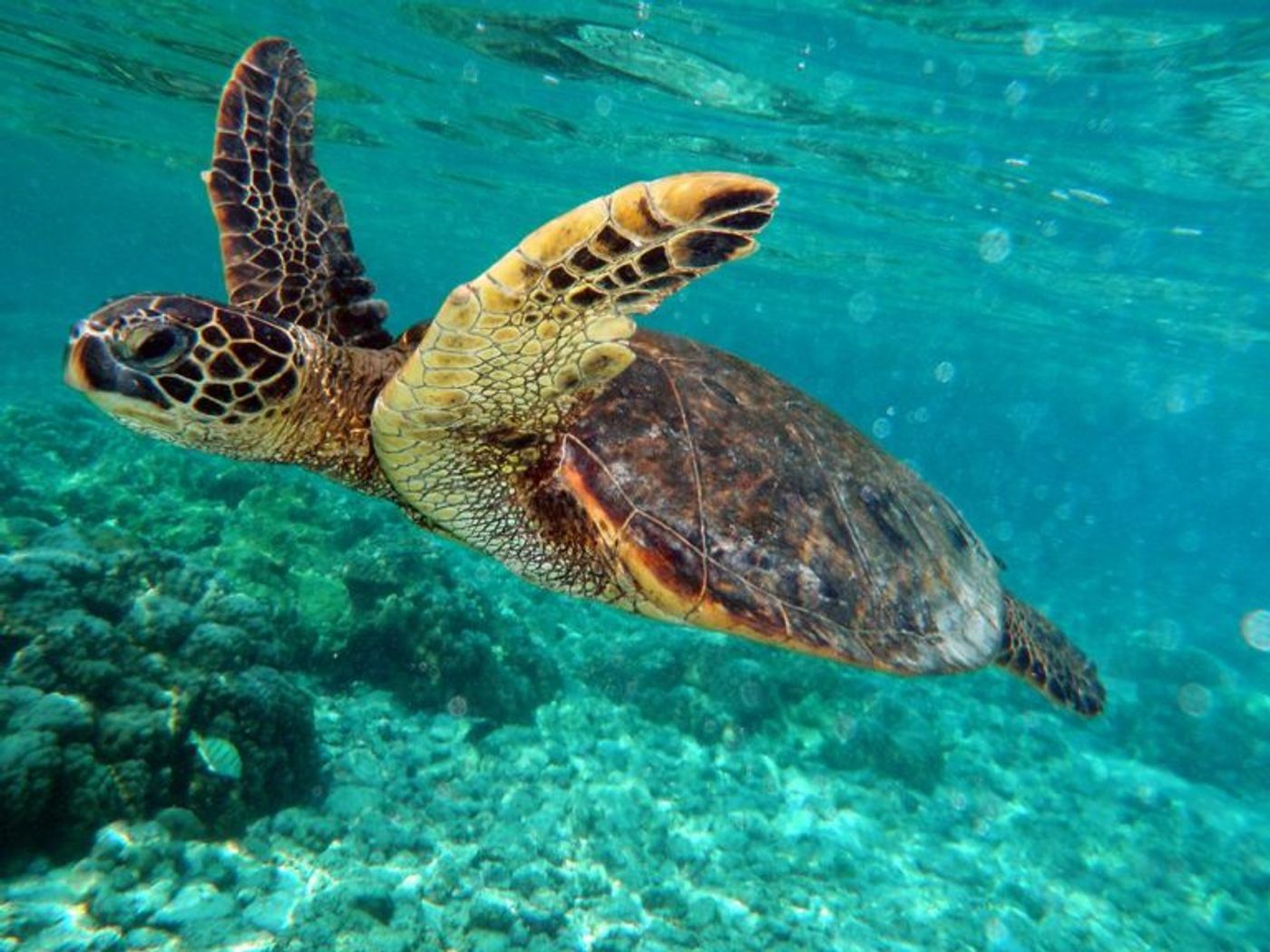 The Belize Barrier Reef is home to threatened species like the green turtle. Photo by Brocken Inaglory