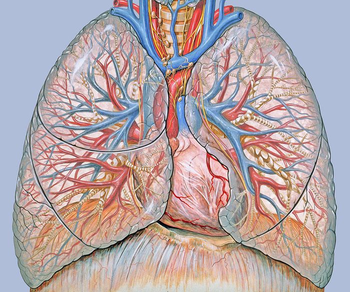 General thoracic anatomy. Credit: Patrick J. Lynch/Yale University Center for Advanced Instructional Media