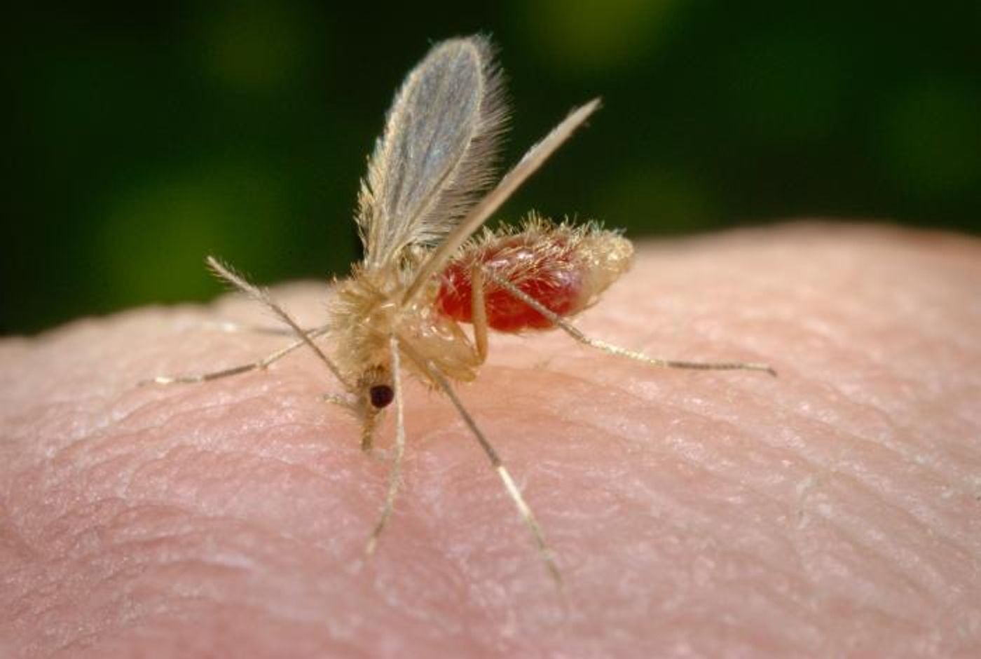  A Phlebotomus papatasi sand fly / Courtesy: CDC/ Frank Collins / Photo Credit: James Gathany