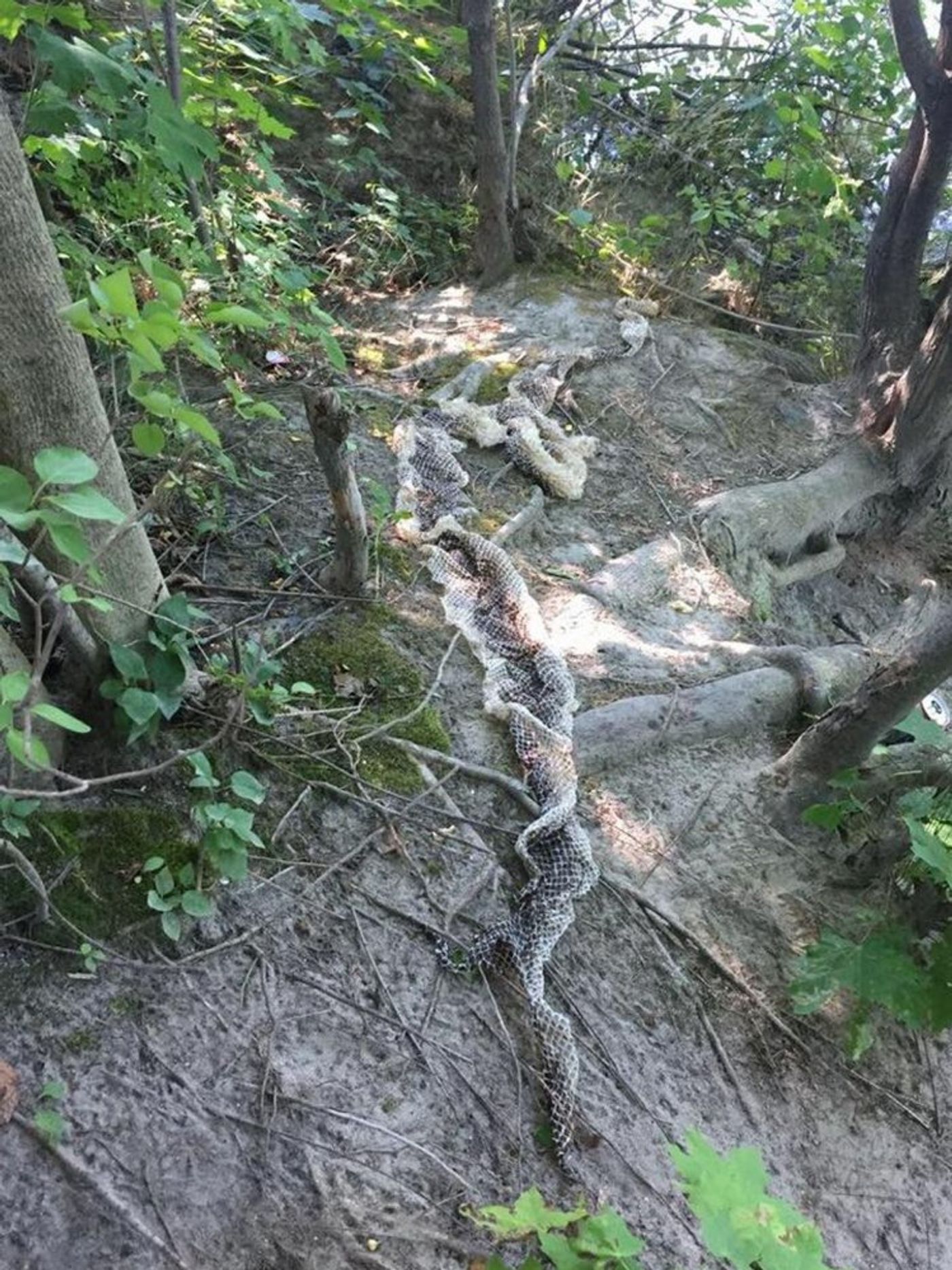 A massive snake skin was discovered near Main's Presumpscot River this weekend.