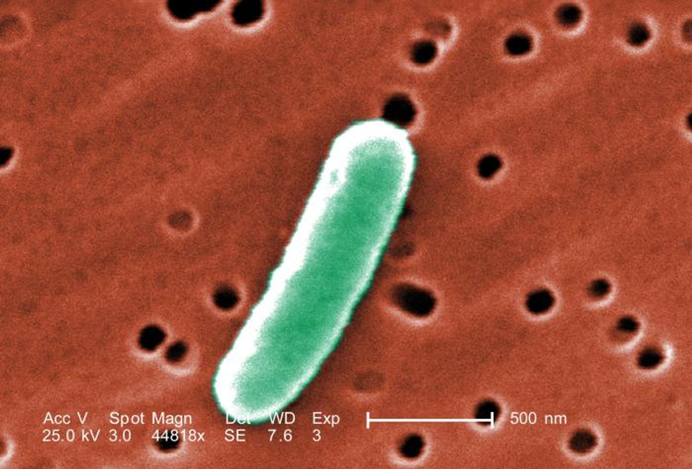 A high-magnification SEM image revealing a single Gram-negative, rod-shaped, Escherichia coli bacterium./ Credit: CDC/ Janice Haney Carr