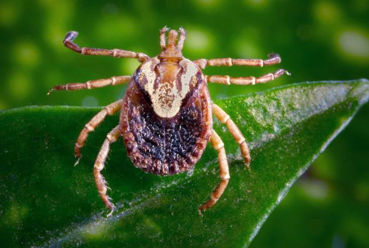 A female cayenne tick, Amblyomma cajennense. This tick species is a known North, Central and South American vector of Rickettsia rickettsii, which is the etiologic agent of Rocky Mountain spotted fever (RMSF). / Credit: CDC/ Dr. Christopher Paddock