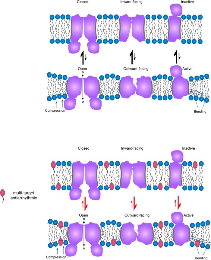 Membrane Proteins Interact with Their Host Cell Membrane