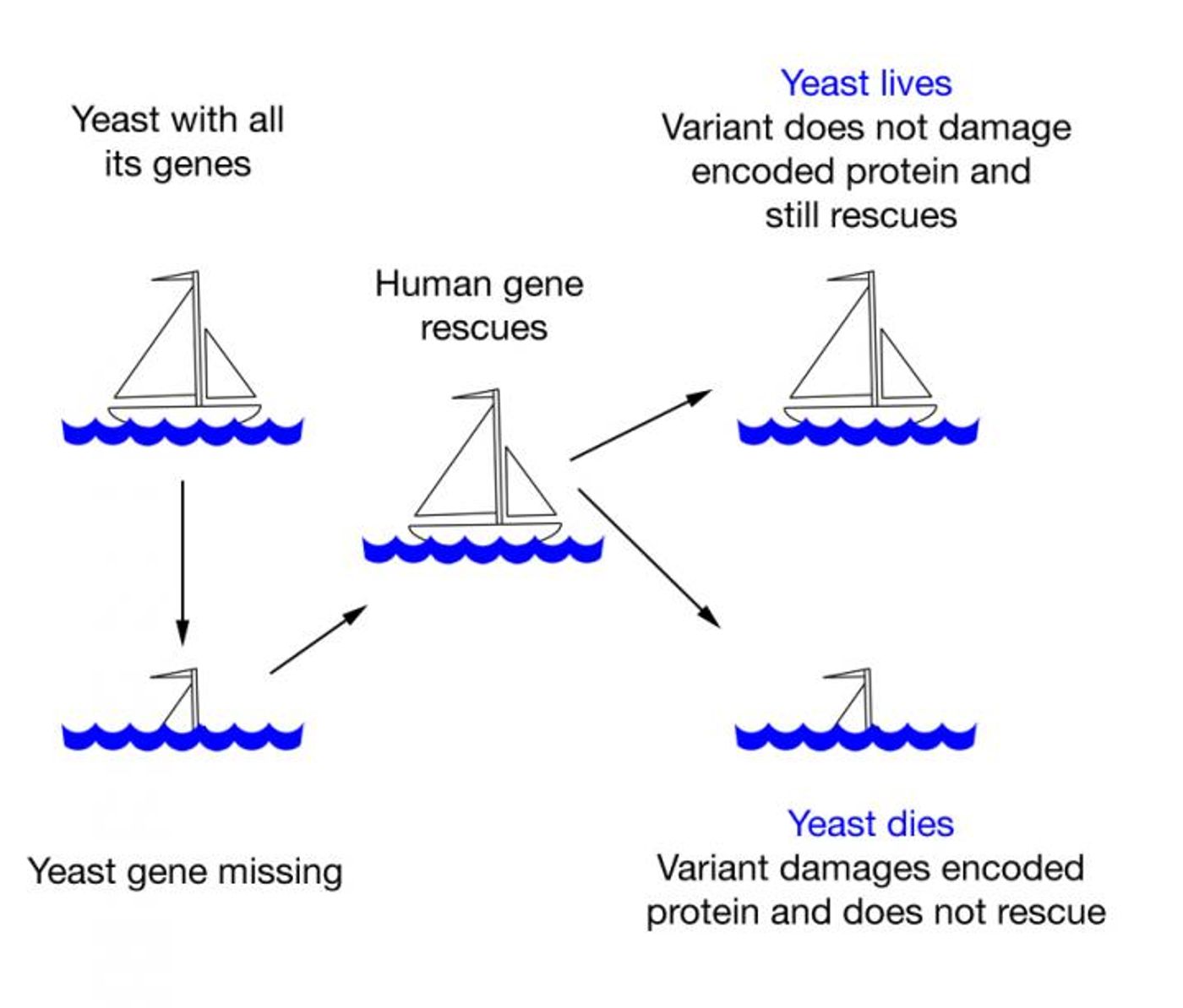 Professor Fritz Roth's concept of testing human gene variants in yeast