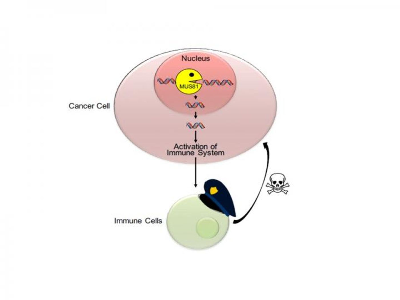 MUS81 activity in a cancer cell