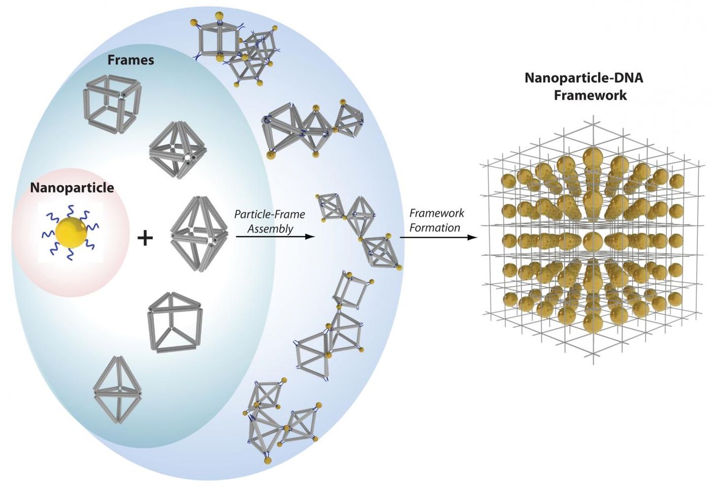 Nanoparticles (yellow balls) capped with short single-stranded DNA (blue squiggly lines) are mixed with polyhedral DNA frames