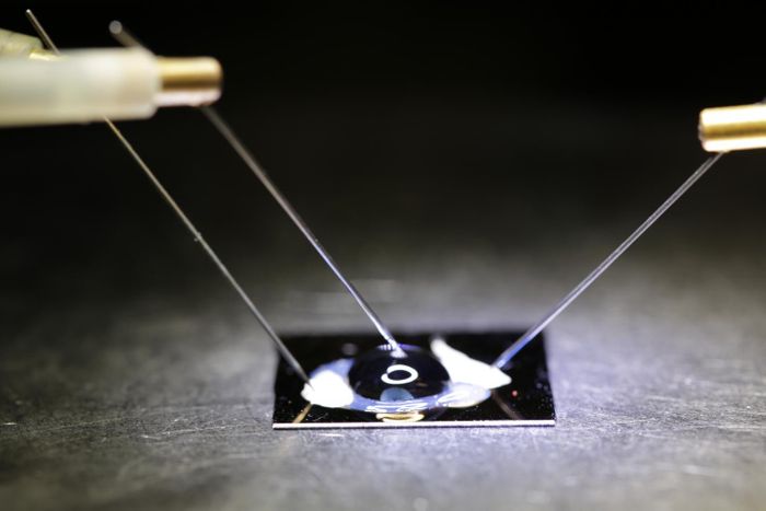 The biosensor chip - Credit to Jacobs School of Engineering, UC San Diego