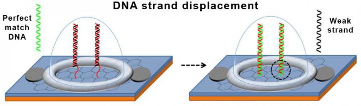 Credit - Lal Research Group at UC San Diego